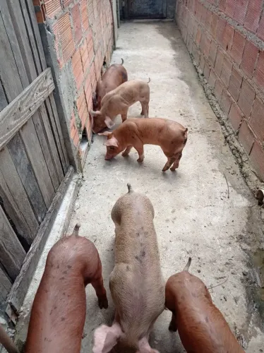 Tenho suínos com ótimo preço Aparti de 250