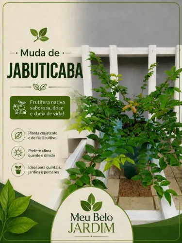 Mudas de Jabuticaba