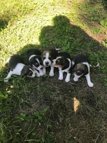 Beagle filhote disponivel com excelente 