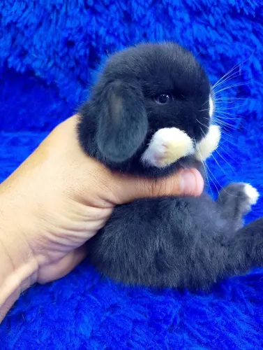 Mini Lop ( olhos azuis )