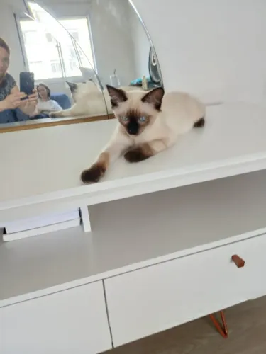 HOSPEDAGEM PARA GATOS - AMBIENTE DOMESTICO SEGURO E EXCLUSIVO