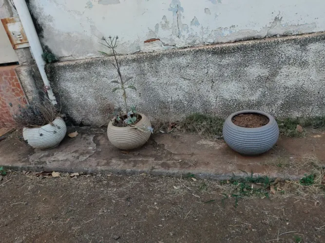 Vasos para plantas.
