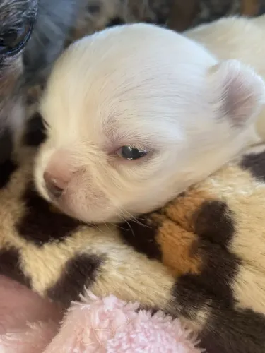 Chihuahua