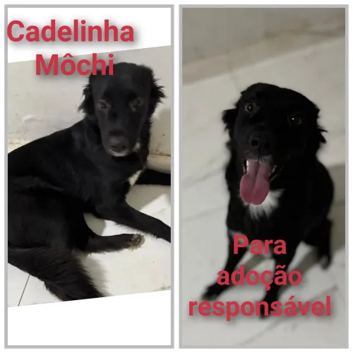 Cachorrinha fêmea para adoção