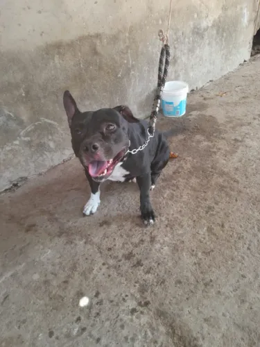 Vendo pitbull