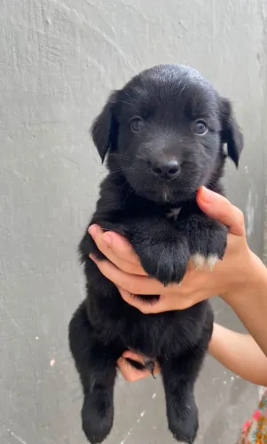 Filhotes Goberian (Golden + Husky) - 1 mês e 15 dias | 1 Fêmea e 2 Machos