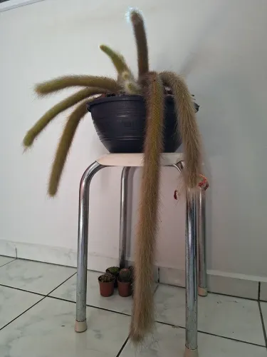 Cactos raio de macaco