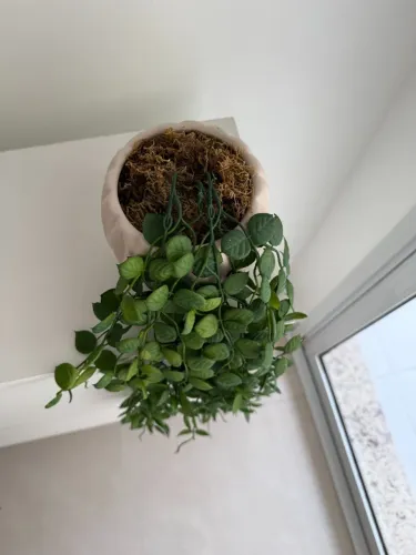 Planta Pendente Luci Azaide + Vaso de Cerâmica Lotus Off Fosco 11,5cm | Decoração