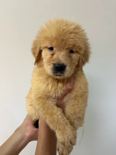Golden retriever de altíssimo padrão 