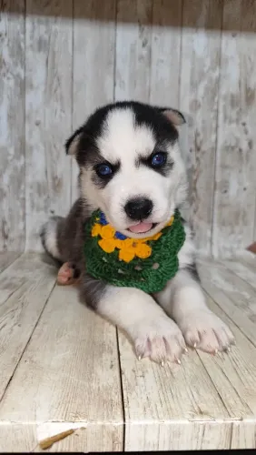 Filhote 30 dias PURO husky APENAS 700,00 
