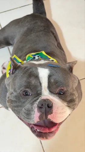 American bully blue 