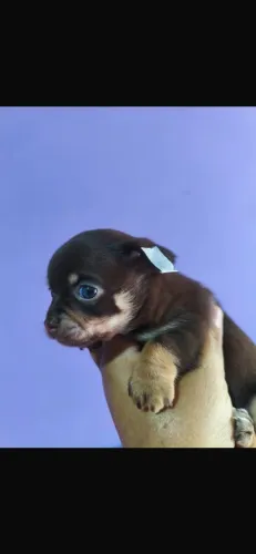 Chihuahua pelo curto chocolates