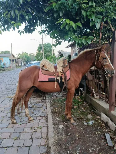 Cavalo manso + sela de brinde