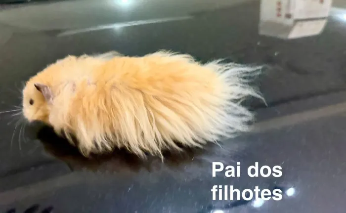 Filhotes de hamster angora ( sírio peludo)