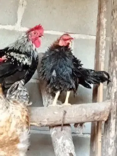 Galos garnizé 