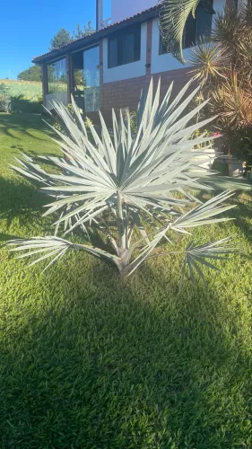 Palmeira Azul