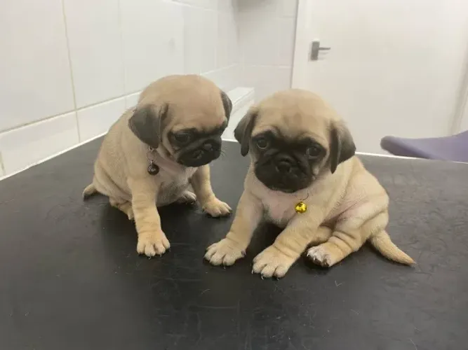 Amigos de Quatro Patas