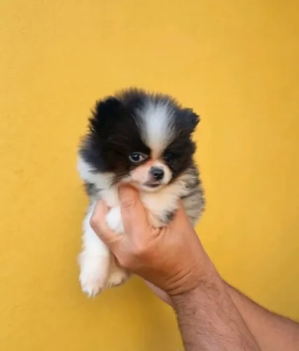Spitz Alemão Mini Porte