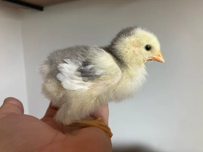 Pintinhos GSB - Galinha Sertaneja Balão