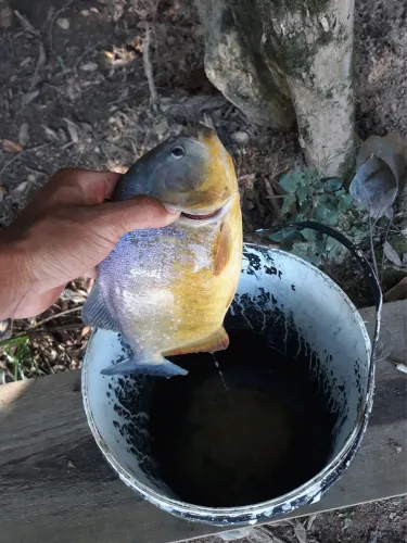 Vendo sítio na beira do Rio Pará