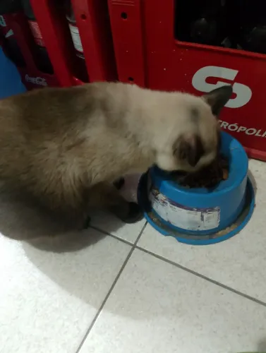 doação gato siamês adulto