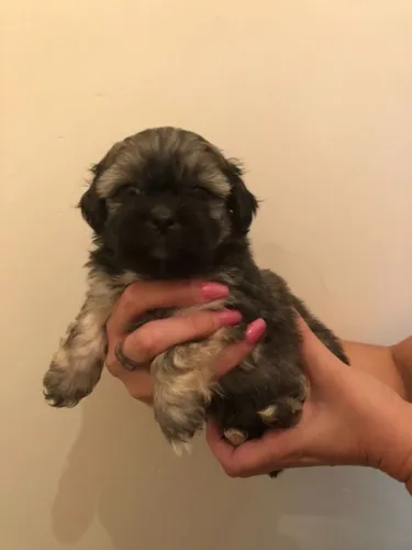 Lhasa Apso,Lhasa Apso Filhote Saudável Excelente Companhia
