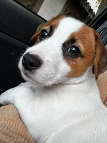 Jack Russell cachorrinho com pedigree