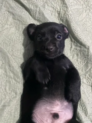 Vendo esse filhote de pinscher
