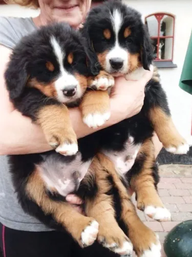 Filhotes de Bernese Mountain Dog com qualidade, procedência, contrato e garantia.