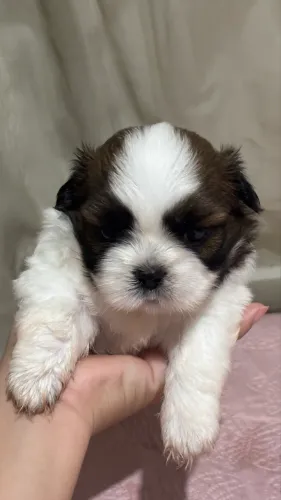 Filhote de shihtzu fêmea 