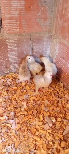 Pintos Brahma raça pura