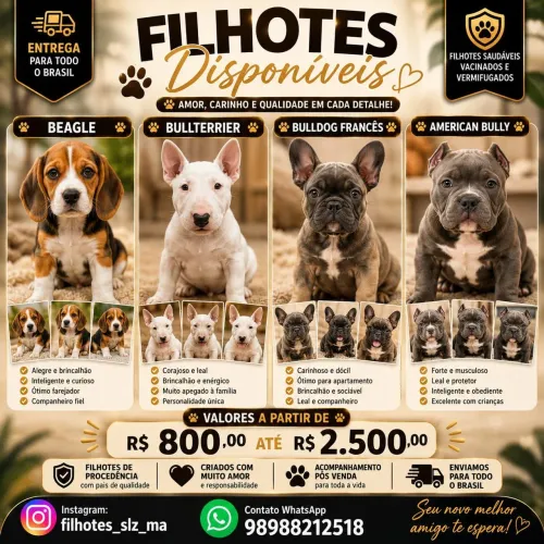 Beagle / Bull terrier / Bulldog francês/ American bully micro