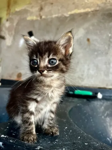 Gatinhas para doação 