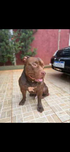 pit bull para cruzar
