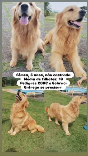 Golden Retriever Fêmea adulta