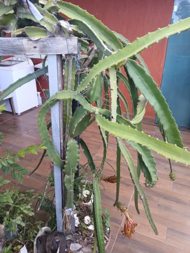 Pitaya no balde 