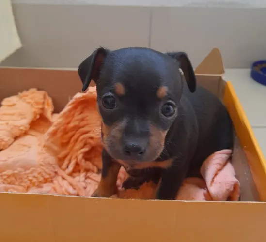 VENDO PINSCHER N1 FÊMEA