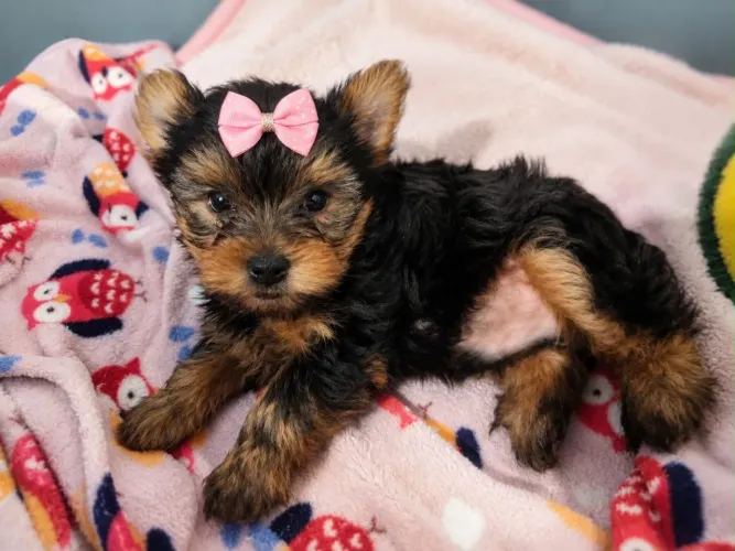 YORKSHIRE TERRIER FILHOTE MACHO E FÊMEA DISPONÍVEIS