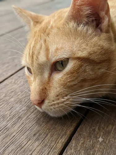 Doação de gato, calmo e carinhoso.