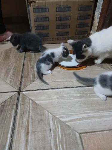 Gatos