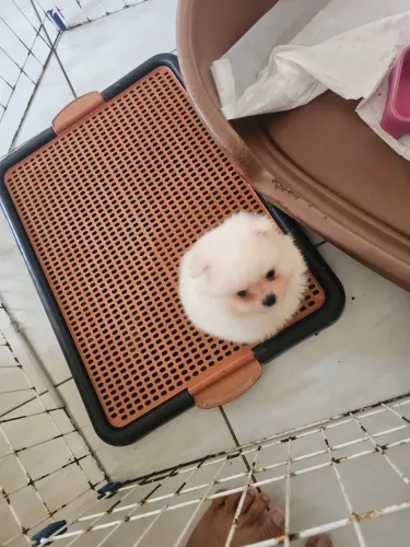 Venda de cachorro