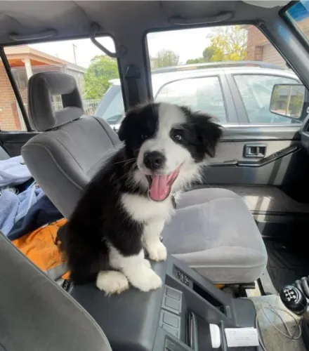 Filhotes de Border Collie | O parceiro ideal para momentos especiais.