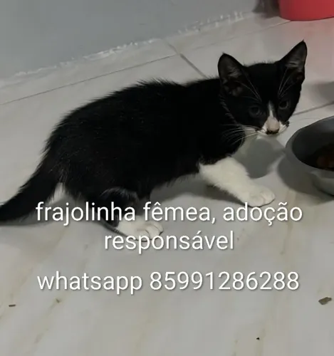 Gatinha linda pra adoção responsável