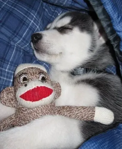 Husky siberiano Filhotinho com disponibilidade atual