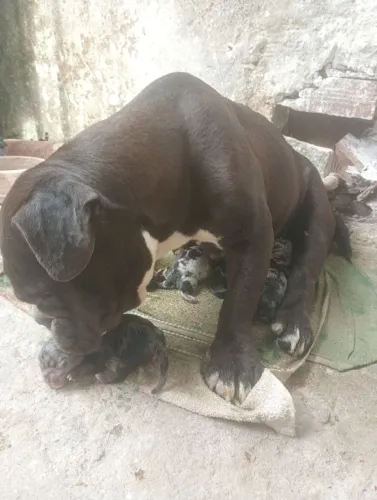 5 filhotes de American Bully exotic 