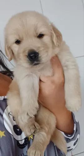 Filhote de Golden Retriever o bebê dourado que leva alegria pra qualquer lar