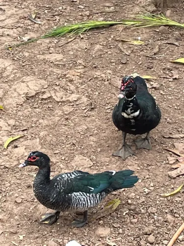 Vendo Patos ( Somente machos)