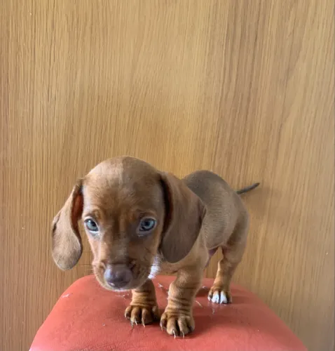 Cachorro salsicha 500,00