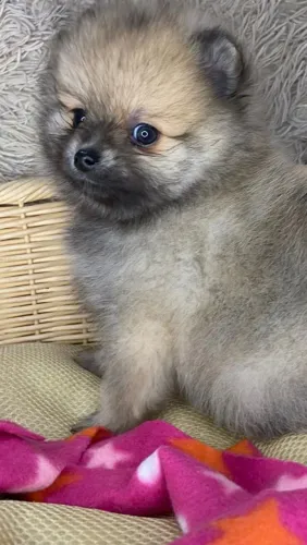 Spitz