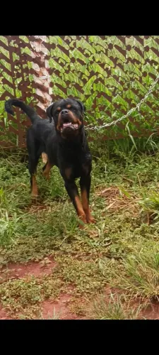 Rottweiler ninhada excelente 
